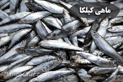 آشنایی با ماهی های شمال