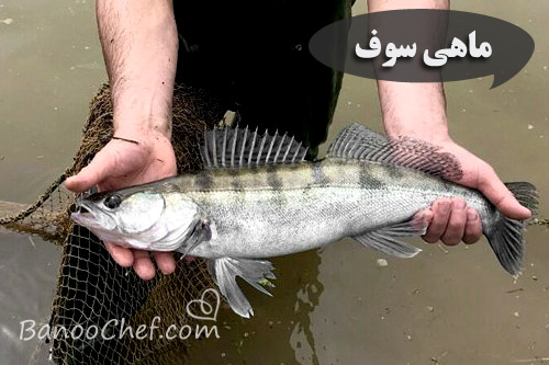 آشنایی با ماهی های شمال