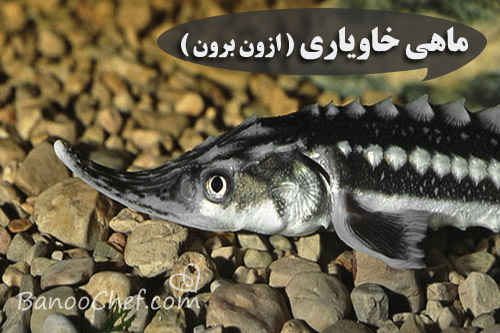 آشنایی با ماهی های شمال