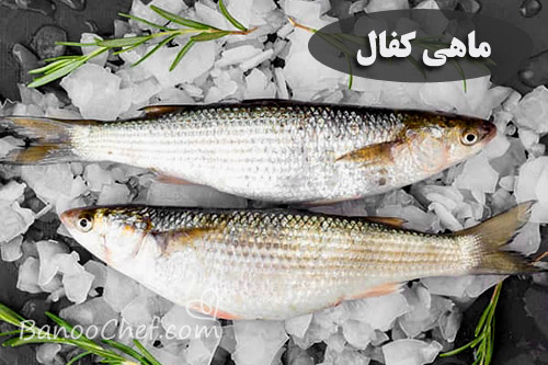 آشنایی با ماهی های شمال