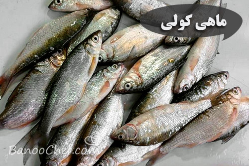 آشنایی با ماهی های شمال