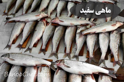 آشنایی با ماهی های شمال