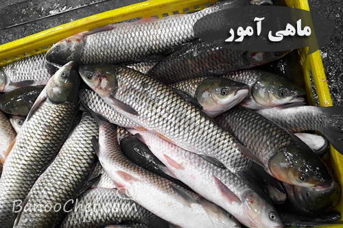 آشنایی با ماهی های شمال