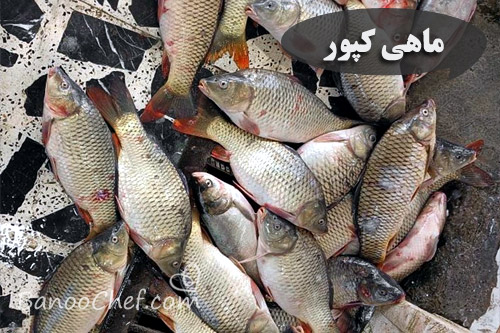 آشنایی با ماهی های شمال