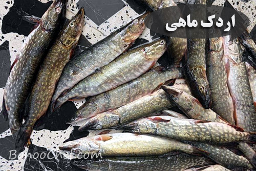 آشنایی با ماهی های شمال