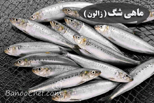 آشنایی با ماهی های شمال